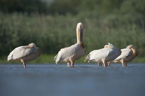 White pelicans (Pelecanus onocrotalus) in water, resting and preening, Lake Belau