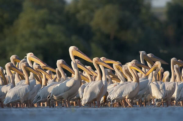 White pelicans (Pelecanus onocrotalus) in water, Moldova, June