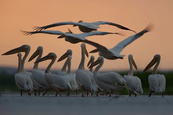 White pelicans (Pelecanus onocrotalus) in water, three flying overhead, Lake Belau