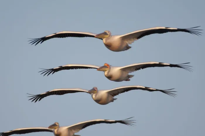 Framed Print : Four White pelicans (Pelecanus onolocratus) in flight, Danube Delta, Romania, May Framed Print : Four White pelicans (Pelecanus onolocratus) in flight, Danube Delta, Romania, May