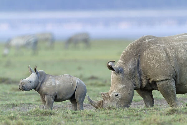 White rhino (Ceratotherium simum) mother and baby grazing, Nakuru National Park, Kenya