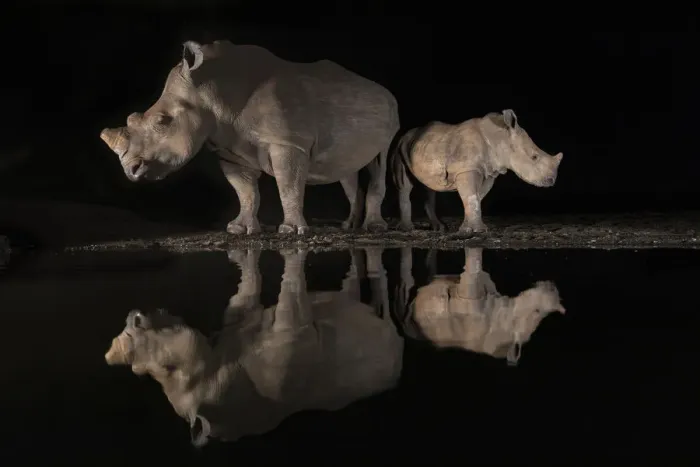 Framed Print : White rhino (Ceratotherium simum) female and calf looking in opposite directions Framed Print : White rhino (Ceratotherium simum) female and calf looking in opposite directions