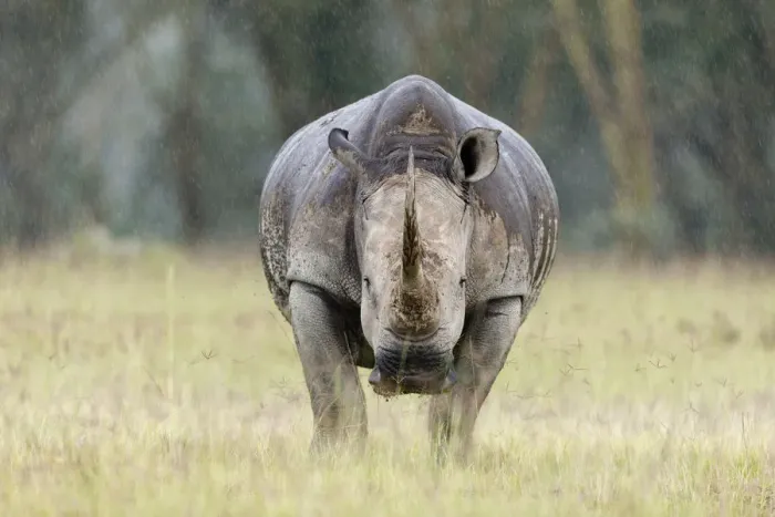 Framed Print : White rhino (Ceratotherium simum) in the rain, Nakuru National Park, Kenya Framed Print : White rhino (Ceratotherium simum) in the rain, Nakuru National Park, Kenya