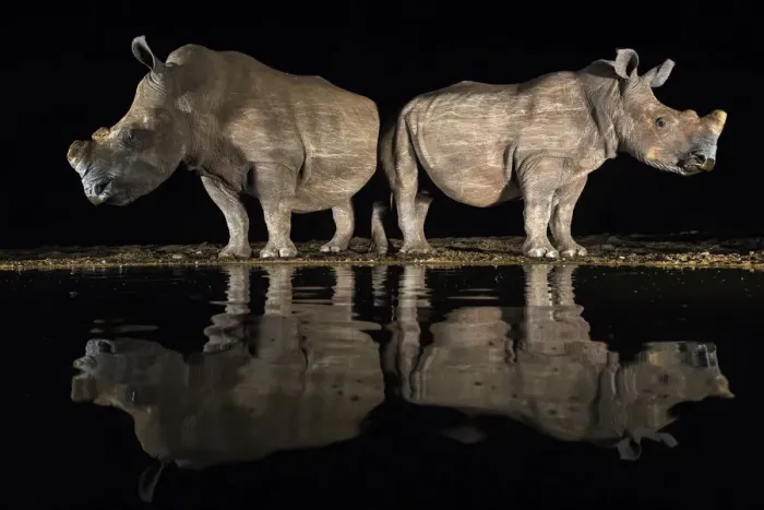 Framed Print : White rhino (Ceratotherium simum) at waterhole at night, Zimanga Private Game Reserve Framed Print : White rhino (Ceratotherium simum) at waterhole at night, Zimanga Private Game Reserve