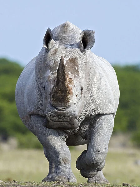 White rhinoceros {Ceratotherium simium} head on, Etosha national park, Namibia