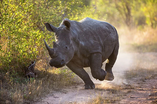 White rhinoceros (Ceratotherium simum) charging, Mala Mala Game Reserve, South Africa