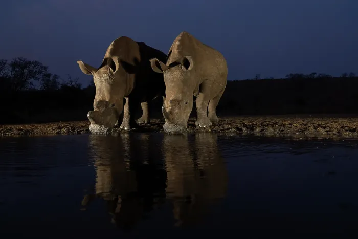 Framed Print : Two White rhinoceros (Ceratotherium simum) drinking at waterhole at night, Zimanga private game reserve, KwaZulu-Natal, South Africa