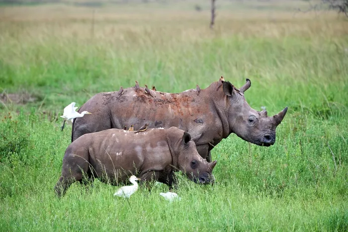 Framed Print : White rhinoceros (Ceratotherium simum) female and calf, aged one month Framed Print : White rhinoceros (Ceratotherium simum) female and calf, aged one month