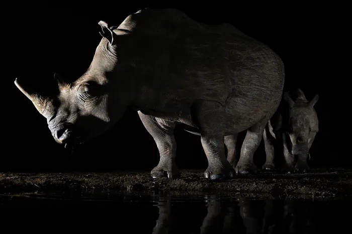 Framed Print : White rhinoceros (Ceratotherium simum) female and calf at waterhole at night, Zimanga private game reserve, KwaZulu-Natal, South Africa Framed Print : White rhinoceros (Ceratotherium simum) female and calf at waterhole at night, Zimanga private game reserve, KwaZulu-Natal, South Africa