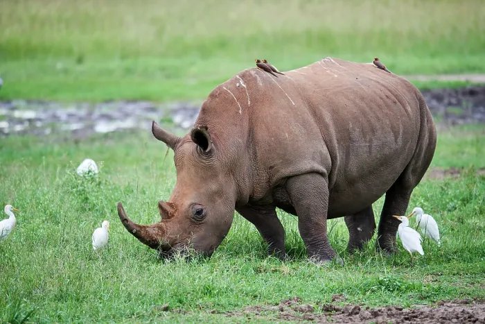 Framed Print : White rhinoceros (Ceratotherium simum) male, grazing in grassland with Cattle egrets (Bubulcus ibis), Akagera National Park, Rwanda Framed Print : White rhinoceros (Ceratotherium simum) male, grazing in grassland with Cattle egrets (Bubulcus ibis), Akagera National Park, Rwanda