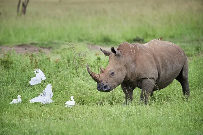 Framed Print : White rhinoceros (Ceratotherium simum) male, standing in grassland with Cattle egrets (Bubulcus ibis), Akagera National Park, Rwanda Framed Print : White rhinoceros (Ceratotherium simum) male, standing in grassland with Cattle egrets (Bubulcus ibis), Akagera National Park, Rwanda