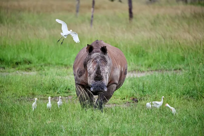 Framed Print : White rhinoceros (Ceratotherium simum) male, standing in grassland with Cattle egrets (Bubulcus ibis), Akagera National Park, Rwanda Framed Print : White rhinoceros (Ceratotherium simum) male, standing in grassland with Cattle egrets (Bubulcus ibis), Akagera National Park, Rwanda