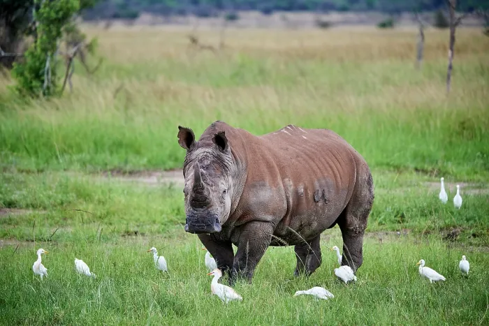 Framed Print : White rhinoceros (Ceratotherium simum) male, standing in grassland with Cattle egrets (Bubulcus ibis), Akagera National Park, Rwanda Framed Print : White rhinoceros (Ceratotherium simum) male, standing in grassland with Cattle egrets (Bubulcus ibis), Akagera National Park, Rwanda