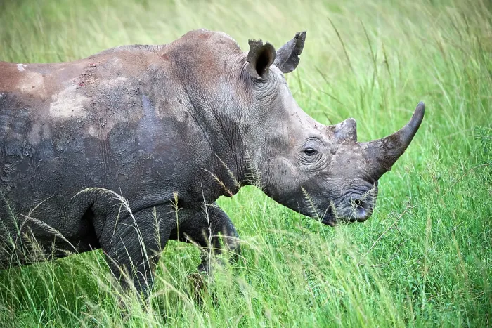 Framed Print : White rhinoceros (Ceratotherium simum) male, portrait, Akagera National Park, Rwanda Framed Print : White rhinoceros (Ceratotherium simum) male, portrait, Akagera National Park, Rwanda