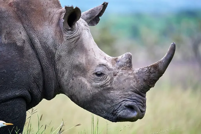 Framed Print : White rhinoceros (Ceratotherium simum) male, head portrait, Akagera National Park, Rwanda Framed Print : White rhinoceros (Ceratotherium simum) male, head portrait, Akagera National Park, Rwanda