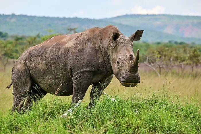 Framed Print : White rhinoceros (Ceratotherium simum) male, portrait, Akagera National Park, Rwanda Framed Print : White rhinoceros (Ceratotherium simum) male, portrait, Akagera National Park, Rwanda