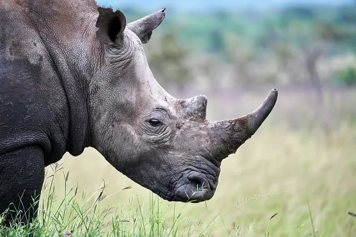 Framed Print : White rhinoceros (Ceratotherium simum) male, head portrait, Akagera National Park, Rwanda Framed Print : White rhinoceros (Ceratotherium simum) male, head portrait, Akagera National Park, Rwanda
