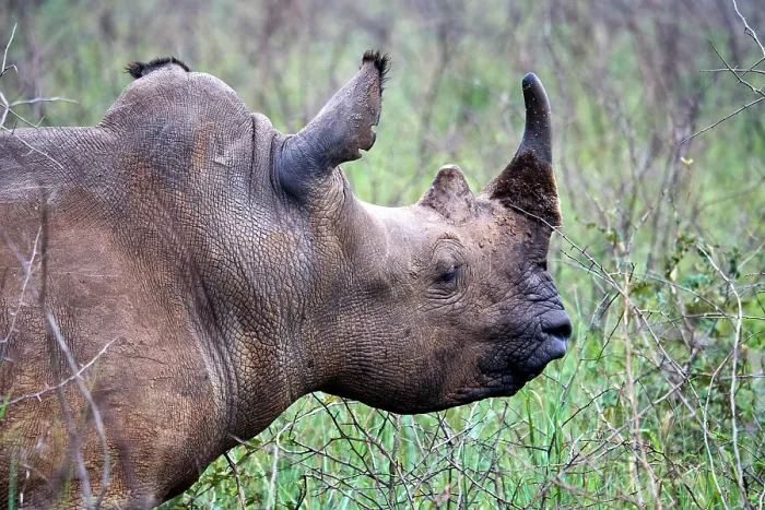 Framed Print : White rhinoceros (Ceratotherium simum) male, head portrait, Akagera National Park, Rwanda Framed Print : White rhinoceros (Ceratotherium simum) male, head portrait, Akagera National Park, Rwanda