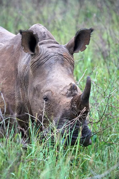 Framed Print : White rhinoceros (Ceratotherium simum) male, grazing, head portrait, Akagera National Park, Rwanda Framed Print : White rhinoceros (Ceratotherium simum) male, grazing, head portrait, Akagera National Park, Rwanda