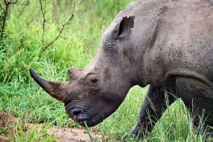 Framed Print : White rhinoceros (Ceratotherium simum) male, portrait, Akagera National Park, Rwanda