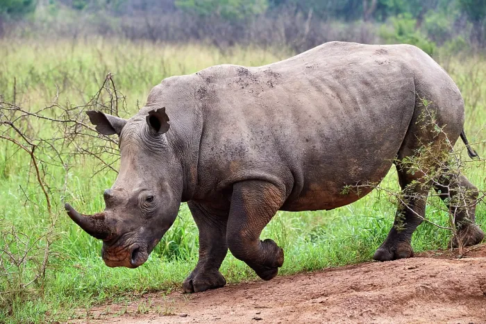 Framed Print : White rhinoceros (Ceratotherium simum) male, walking, portrait, Akagera National Park, Rwanda Framed Print : White rhinoceros (Ceratotherium simum) male, walking, portrait, Akagera National Park, Rwanda