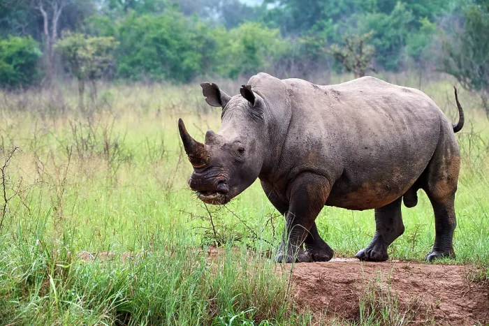 Framed Print : White rhinoceros (Ceratotherium simum) male, portrait, Akagera National Park, Rwanda