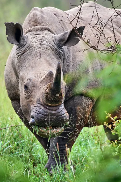 Framed Print : White rhinoceros (Ceratotherium simum) male, grazing, portrait, Akagera National Park, Rwanda Framed Print : White rhinoceros (Ceratotherium simum) male, grazing, portrait, Akagera National Park, Rwanda