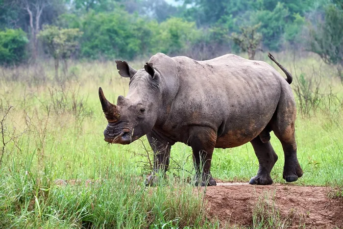 Framed Print : White rhinoceros (Ceratotherium simum) male, portrait, Akagera National Park, Rwanda Framed Print : White rhinoceros (Ceratotherium simum) male, portrait, Akagera National Park, Rwanda