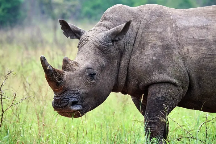 Framed Print : White rhinoceros (Ceratotherium simum) male, portrait, Akagera National Park, Rwanda Framed Print : White rhinoceros (Ceratotherium simum) male, portrait, Akagera National Park, Rwanda