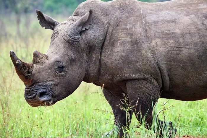 Framed Print : White rhinoceros (Ceratotherium simum) male, portrait, Akagera National Park, Rwanda