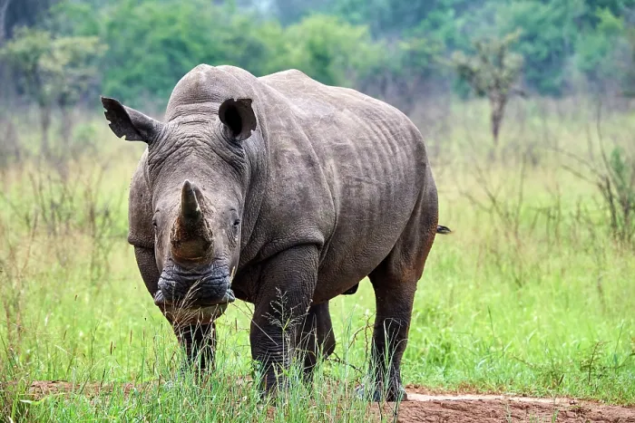 Framed Print : White rhinoceros (Ceratotherium simum) male, portrait, Akagera National Park, Rwanda Framed Print : White rhinoceros (Ceratotherium simum) male, portrait, Akagera National Park, Rwanda
