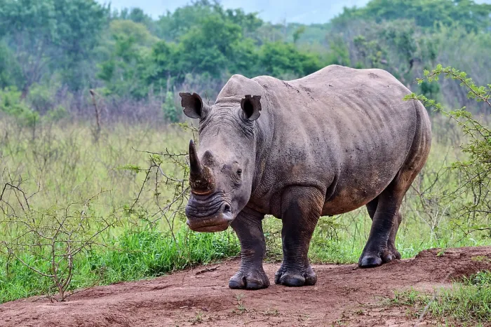 Framed Print : White rhinoceros (Ceratotherium simum) male, portrait, Akagera National Park, Rwanda Framed Print : White rhinoceros (Ceratotherium simum) male, portrait, Akagera National Park, Rwanda