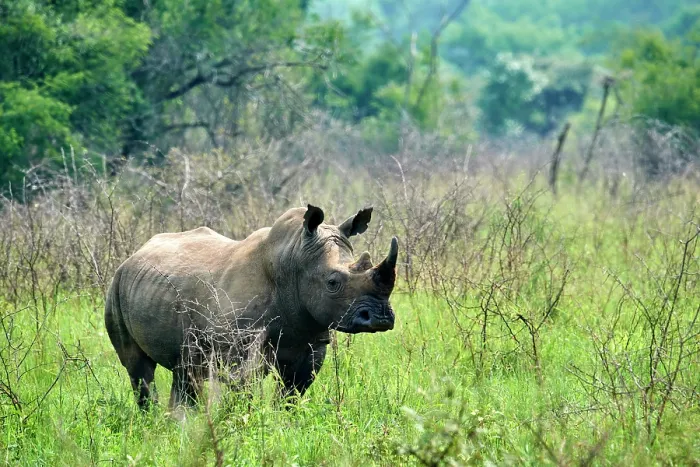 Framed Print : White rhinoceros (Ceratotherium simum) male, portrait, Akagera National Park, Rwanda Framed Print : White rhinoceros (Ceratotherium simum) male, portrait, Akagera National Park, Rwanda