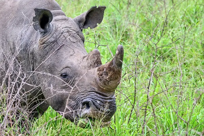 Framed Print : White rhinoceros (Ceratotherium simum) male, grazing, head portrait, Akagera National Park, Rwanda Framed Print : White rhinoceros (Ceratotherium simum) male, grazing, head portrait, Akagera National Park, Rwanda