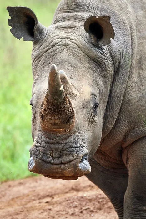Framed Print : White rhinoceros (Ceratotherium simum) male, head portrait, Akagera National Park, Rwanda Framed Print : White rhinoceros (Ceratotherium simum) male, head portrait, Akagera National Park, Rwanda