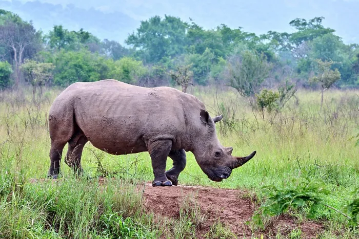 Framed Print : White rhinoceros (Ceratotherium simum) male, portrait, Akagera National Park, Rwanda Framed Print : White rhinoceros (Ceratotherium simum) male, portrait, Akagera National Park, Rwanda