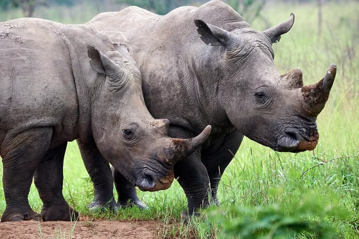 Framed Print : Two White rhinoceros (Ceratotherium simum) males, portrait, Akagera National Park, Rwanda Framed Print : Two White rhinoceros (Ceratotherium simum) males, portrait, Akagera National Park, Rwanda