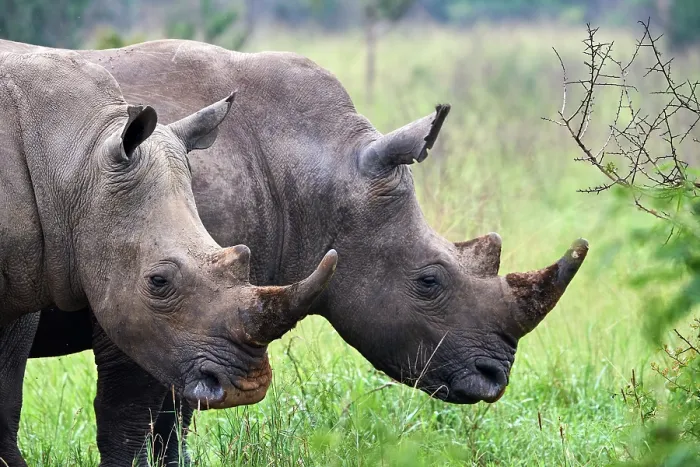 Framed Print : Two White rhinoceros (Ceratotherium simum) males, portrait, Akagera National Park, Rwanda Framed Print : Two White rhinoceros (Ceratotherium simum) males, portrait, Akagera National Park, Rwanda