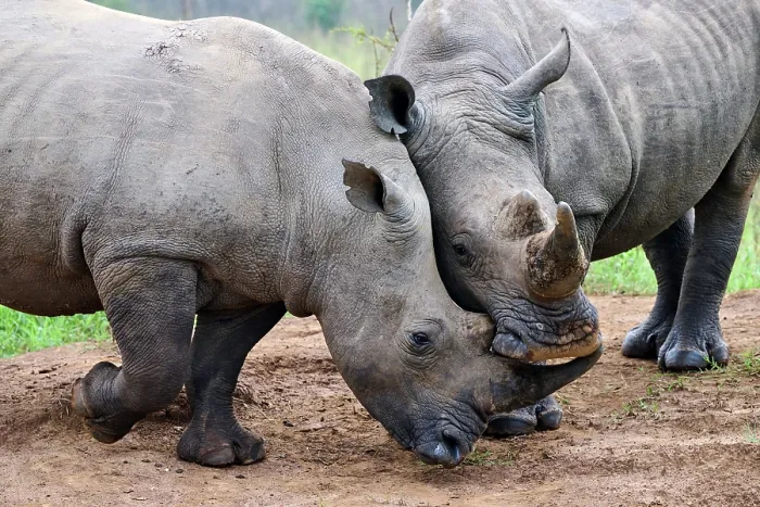 Framed Print : Two White rhinoceros (Ceratotherium simum) males, play fighting, Akagera National Park, Rwanda Framed Print : Two White rhinoceros (Ceratotherium simum) males, play fighting, Akagera National Park, Rwanda