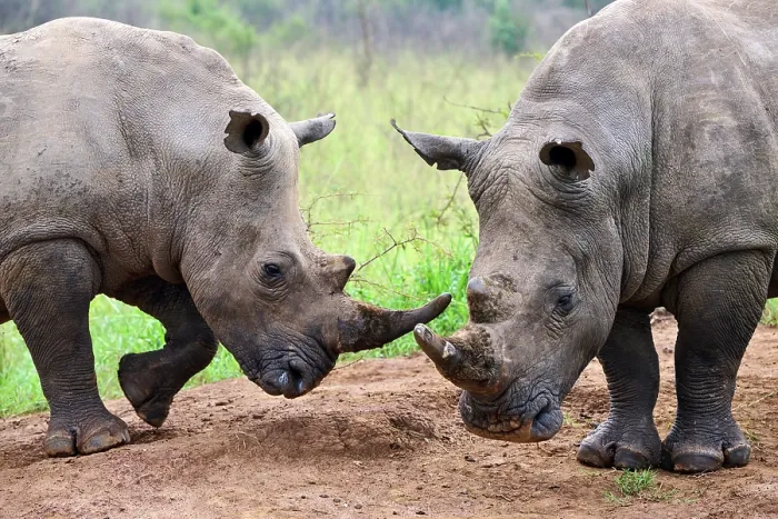 Framed Print : Two White rhinoceros (Ceratotherium simum) males, play fighting, Akagera National Park, Rwanda Framed Print : Two White rhinoceros (Ceratotherium simum) males, play fighting, Akagera National Park, Rwanda
