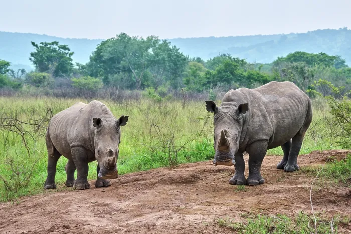 Framed Print : Two White rhinoceros (Ceratotherium simum) males, portrait, Akagera National Park, Rwanda