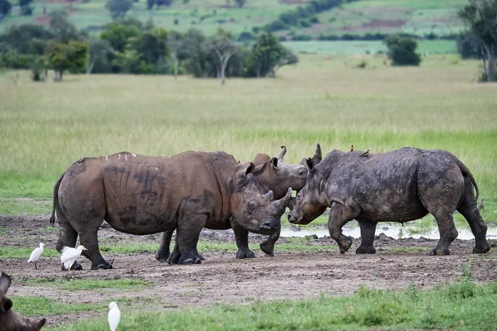 Framed Print : Two White rhinoceros (Ceratotherium simum) play fighting, Akagera National Park, Rwanda Framed Print : Two White rhinoceros (Ceratotherium simum) play fighting, Akagera National Park, Rwanda