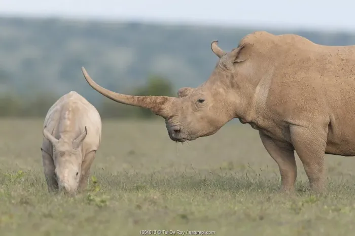 Framed Print : White rhinoceros (Ceratotherium simum) with unusually shaped horn, Solio Game Reserve Framed Print : White rhinoceros (Ceratotherium simum) with unusually shaped horn, Solio Game Reserve