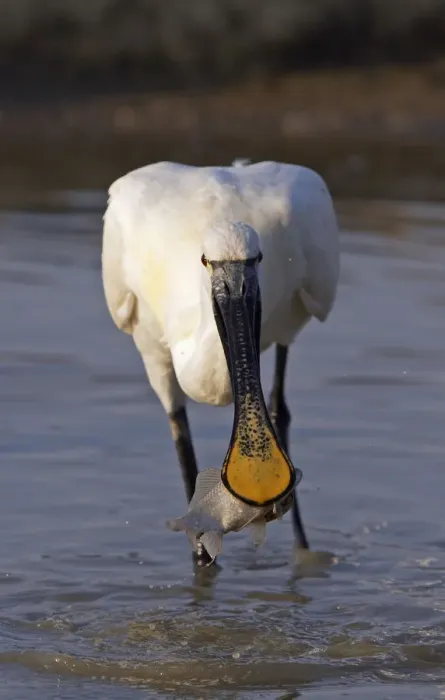 Framed Print : White spoonbill (Platalea leucorodia) catching fish, Pusztaszer, Hungary, May 2008