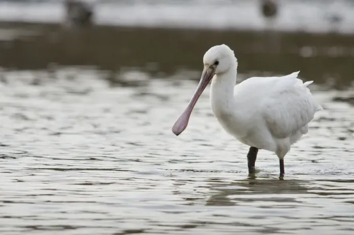 Framed Print : White spoonbill (Platalea leucorodia) feeding with water dripping from its bill, Brownsea Island Framed Print : White spoonbill (Platalea leucorodia) feeding with water dripping from its bill, Brownsea Island