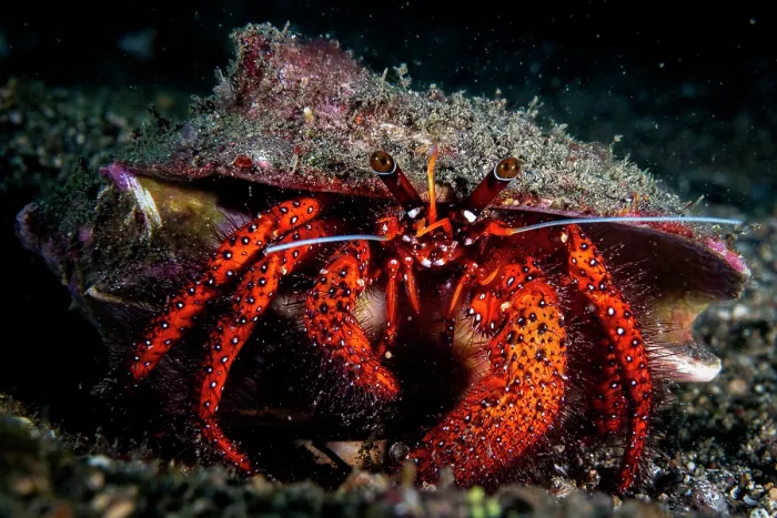 Framed Print : White-spotted hermit crab (Dardanus megistos) portrait, Lembeh Strait, North Sulawesi, Indonesia, Pacific Ocean