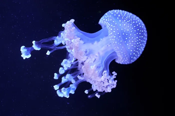 Framed Print : White-spotted jellyfish (Phyllorhiza punctata) portrait, Zoo Parc de Beauval, France. Captive, occurs in western Pacific Ocean