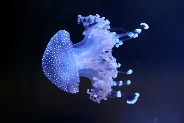 Framed Print : White-spotted jellyfish (Phyllorhiza punctata) portrait, Zoo Parc de Beauval, France. Captive, occurs in western Pacific Ocean Framed Print : White-spotted jellyfish (Phyllorhiza punctata) portrait, Zoo Parc de Beauval, France. Captive, occurs in western Pacific Ocean
