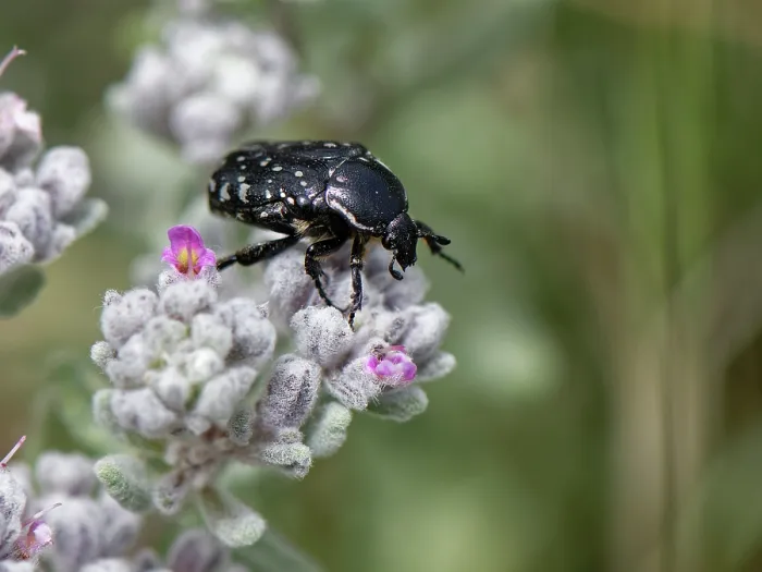 Framed Print : White-spotted rose beetle (Oxythyrea funesta) foraging on Felty germander (Teucrium capitatum) flowerhead in coastal grassland, Corfu, Greece. May