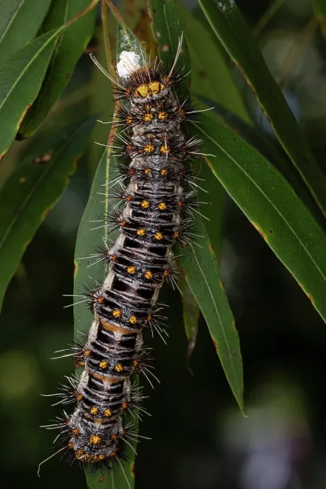 Framed Print : White-stemmed gum moth (Chelepteryx collesi) caterpillar, crawling on leaf, Crows Nest, Queensland, Australia Framed Print : White-stemmed gum moth (Chelepteryx collesi) caterpillar, crawling on leaf, Crows Nest, Queensland, Australia